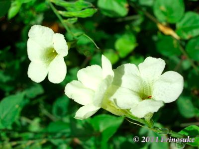 12e95053adec1b08d84664421bb64489