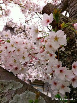 44ed481791c557b8b8ea24ca64758cfc