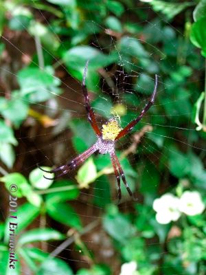 c50e0e22b7c40de312b8327bc6924205