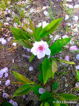 dee4f4098a34a9504d08a67013d4c5f2